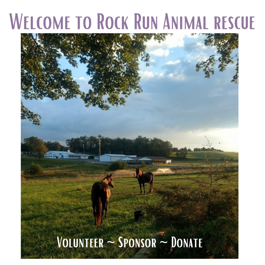 Rock Run Animal Rescue_hero image