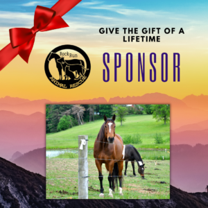Sponsor a horse in honor or memory of someone image